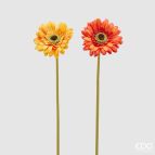 EDG - GERBERA REX sfumature arancio