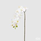 EDG - ORCHIDEA Phalaenopsis