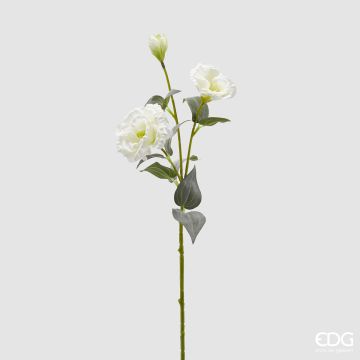 EDG - LISIANTUS avorio