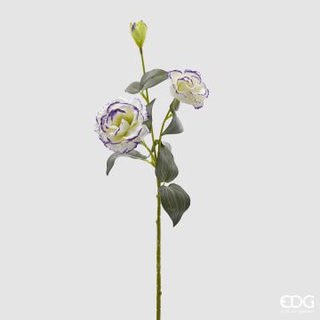 EDG - LISIANTUS violetto