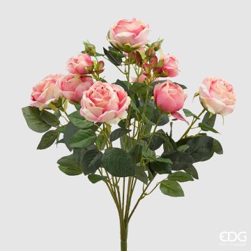 EDG - ROSAPEONIA CHIC rosa crema