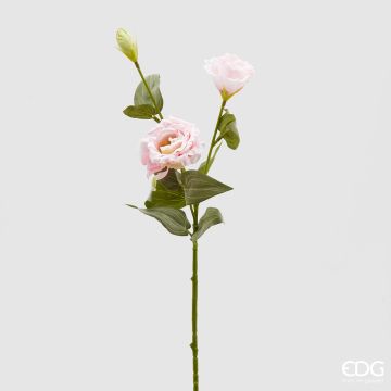 EDG - LISIANTUS rosa