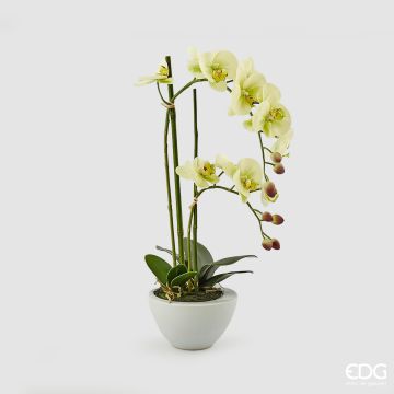 EDG - ORCHIDEA Phalaenopsis Real Giallino